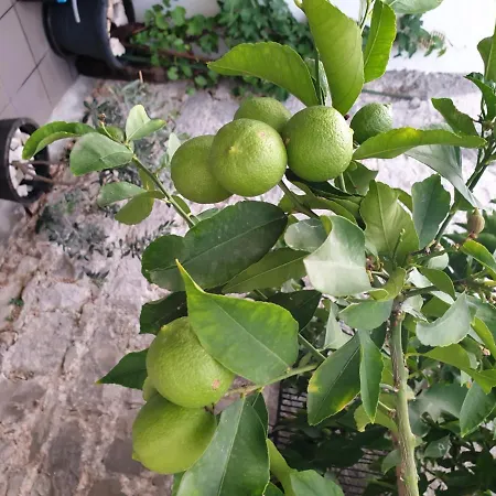 Guest house Lemon Tree 3*