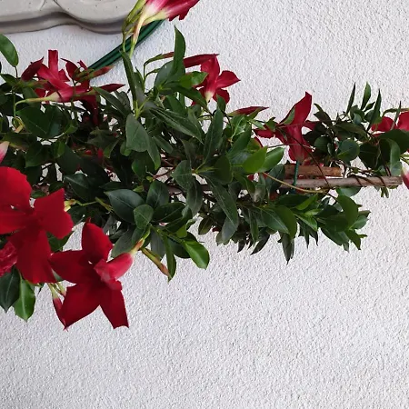 Guest house Lemon Tree 3*