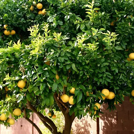 Guest house Lemon Tree 3*