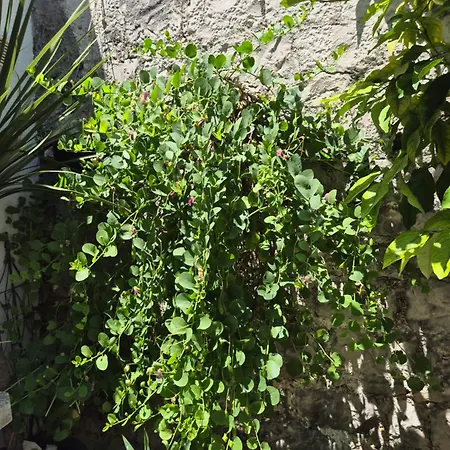 Pensión Lemon Tree 3*
