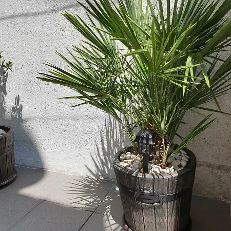 Lemon Tree ゲストハウス