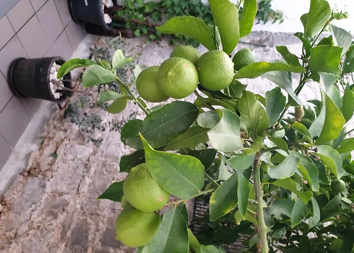 Vendégház Lemon Tree 3*