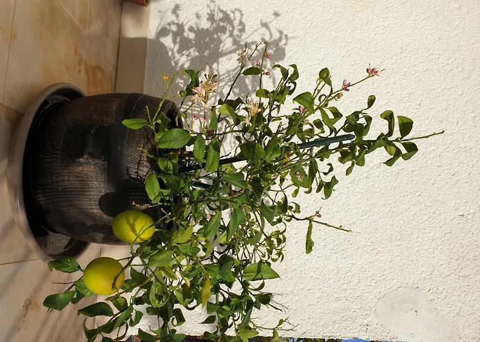Lemon Tree Vendégház