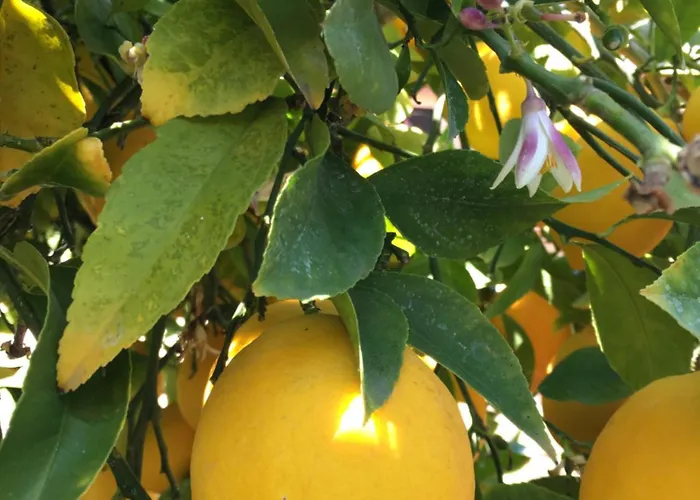 Lemon Tree Donji Seget