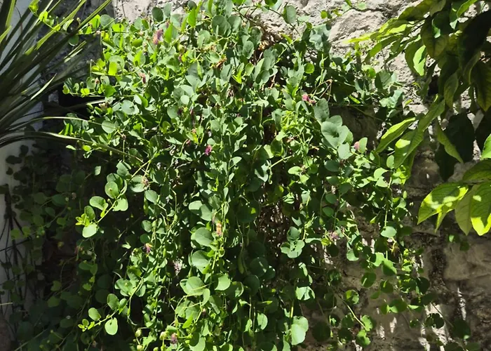 Vendégház Lemon Tree 3*