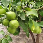 Lemon Tree Donji Seget