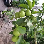 Penzion Lemon Tree 3*