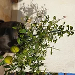 Lemon Tree Penzion
