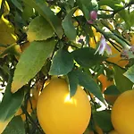 Lemon Tree Donji Seget