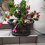 Lemon Tree Donji Seget