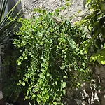 Gostinjska kuća Lemon Tree 3*
