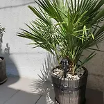 Lemon Tree Penzion