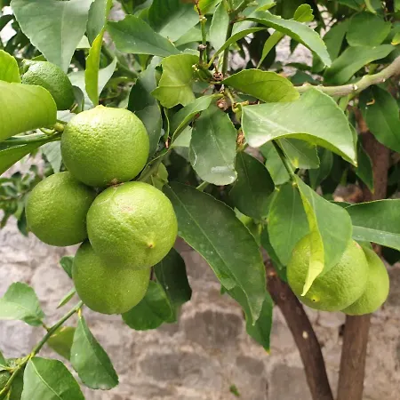Lemon Tree דונג'י סגט