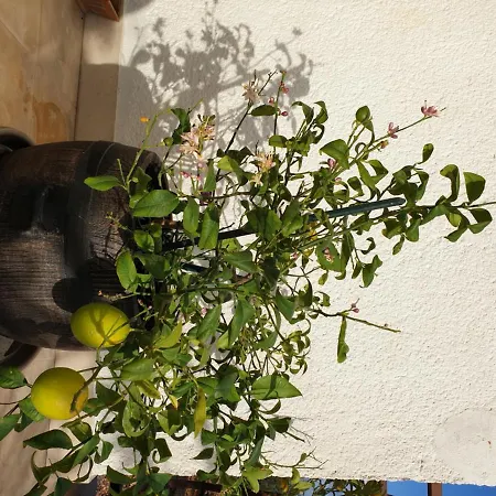 Lemon Tree בית הארחה