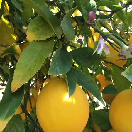Lemon Tree Donji Seget