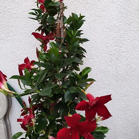 Lemon Tree Gostinjska kuća Seget Donji