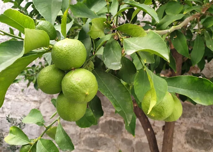 Lemon Tree Donji Seget